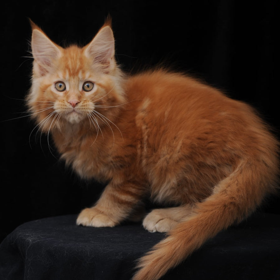 Pontiac Deluxe Maine Coon polydactyl 6x6x6x6 male, red