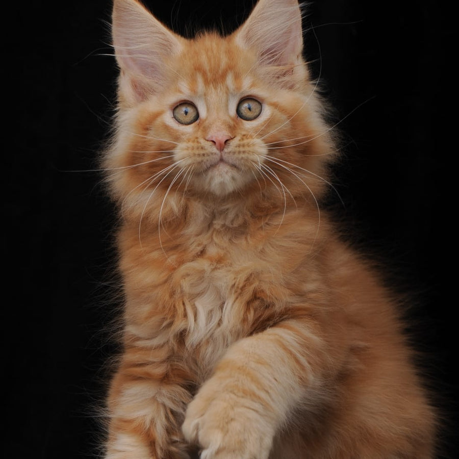Pontiac Deluxe Maine Coon polydactyl 6x6x6x6 male, red