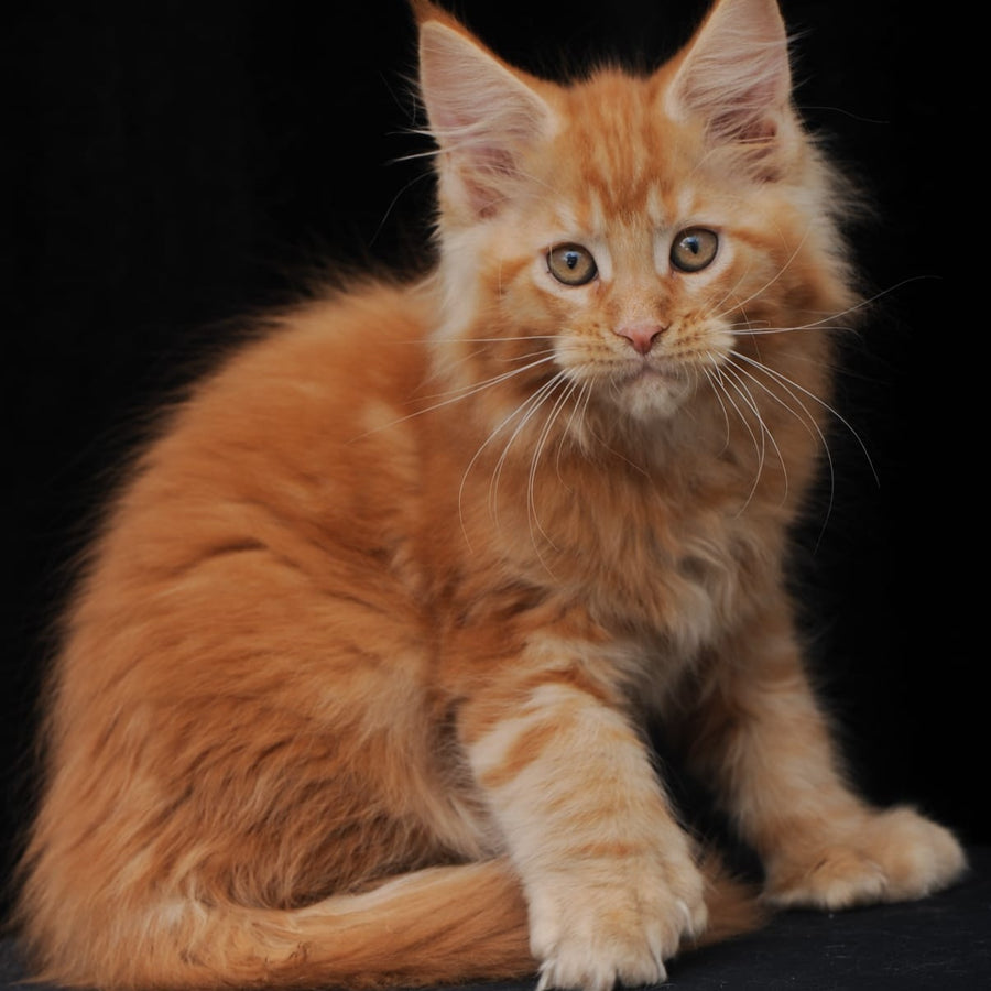 Pontiac Deluxe Maine Coon polydactyl 6x6x6x6 male, red