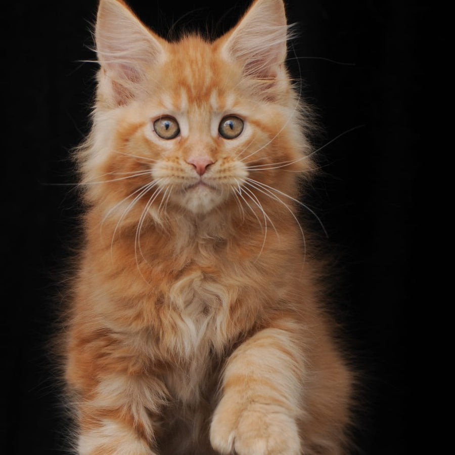 Pontiac Deluxe Maine Coon polydactyl 6x6x6x6 male, red