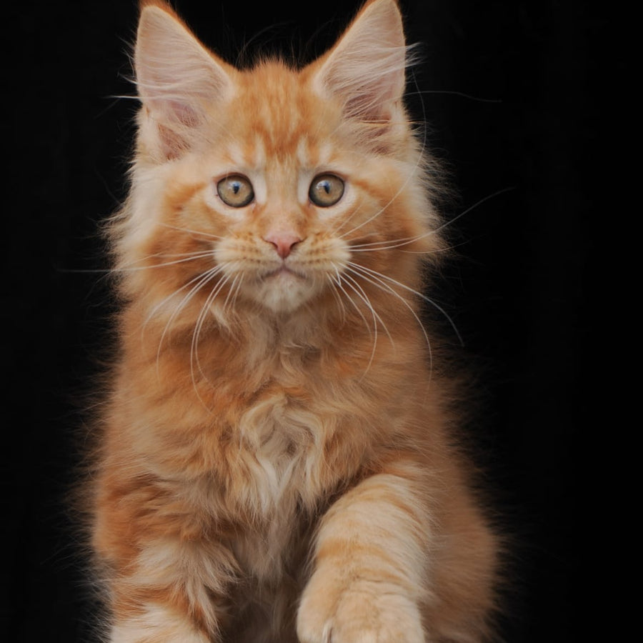 Pontiac Deluxe Maine Coon polydactyl 6x6x6x6 male, red