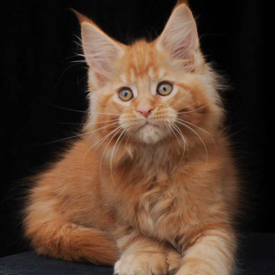 Pontiac Deluxe Maine Coon polydactyl 6x6x6x6 male, red