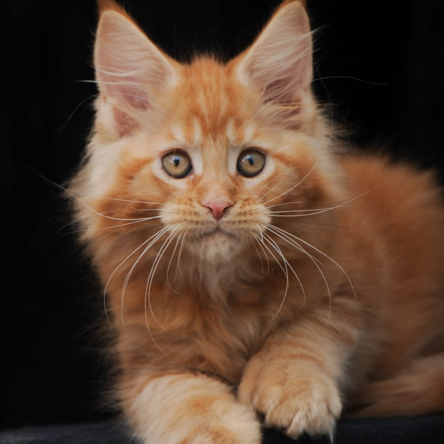 Pontiac Deluxe Maine Coon polydactyl 6x6x6x6 male, red