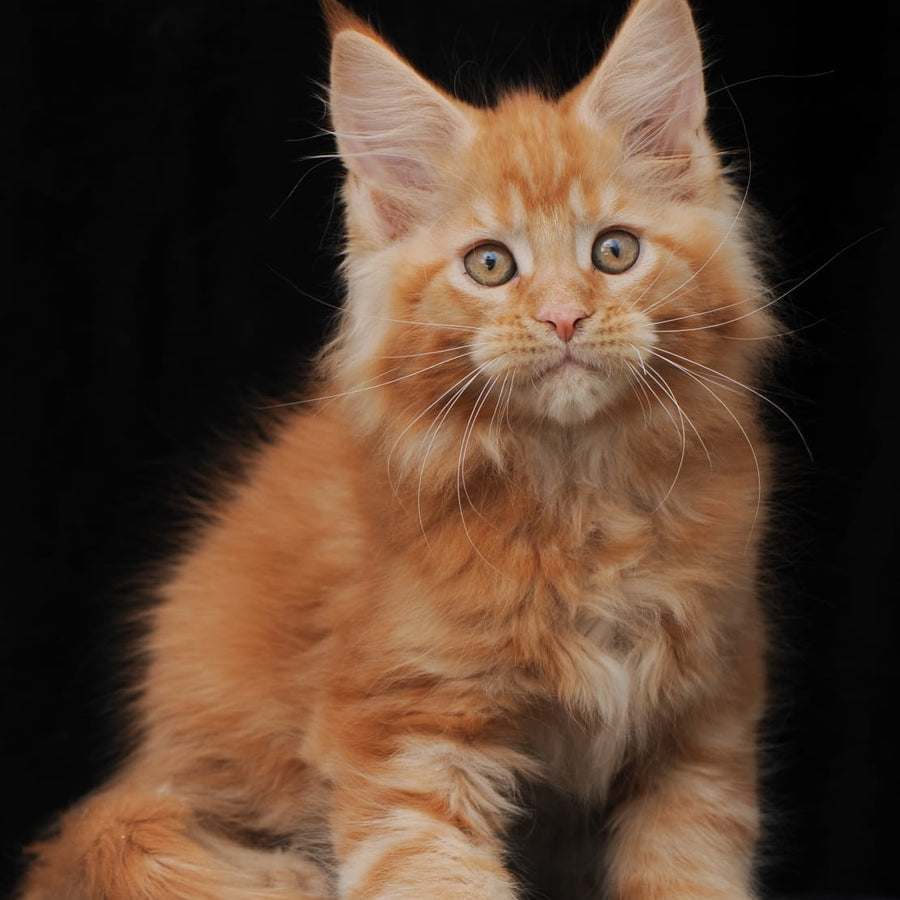 Pontiac Deluxe Maine Coon polydactyl 6x6x6x6 male, red