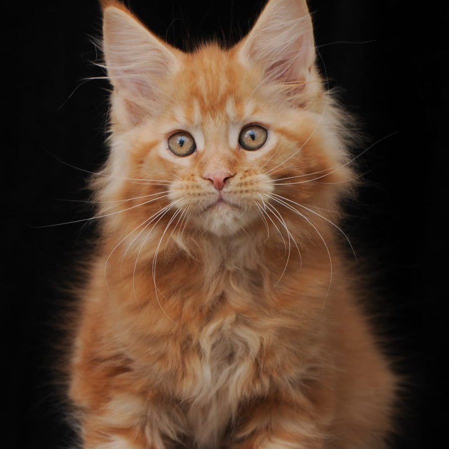 Pontiac Deluxe Maine Coon polydactyl 6x6x6x6 male, red