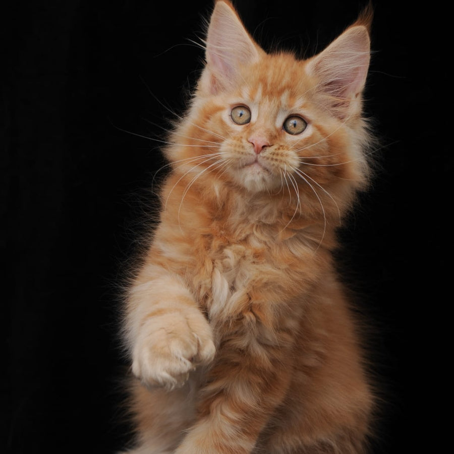Pontiac Deluxe Maine Coon polydactyl 6x6x6x6 male, red