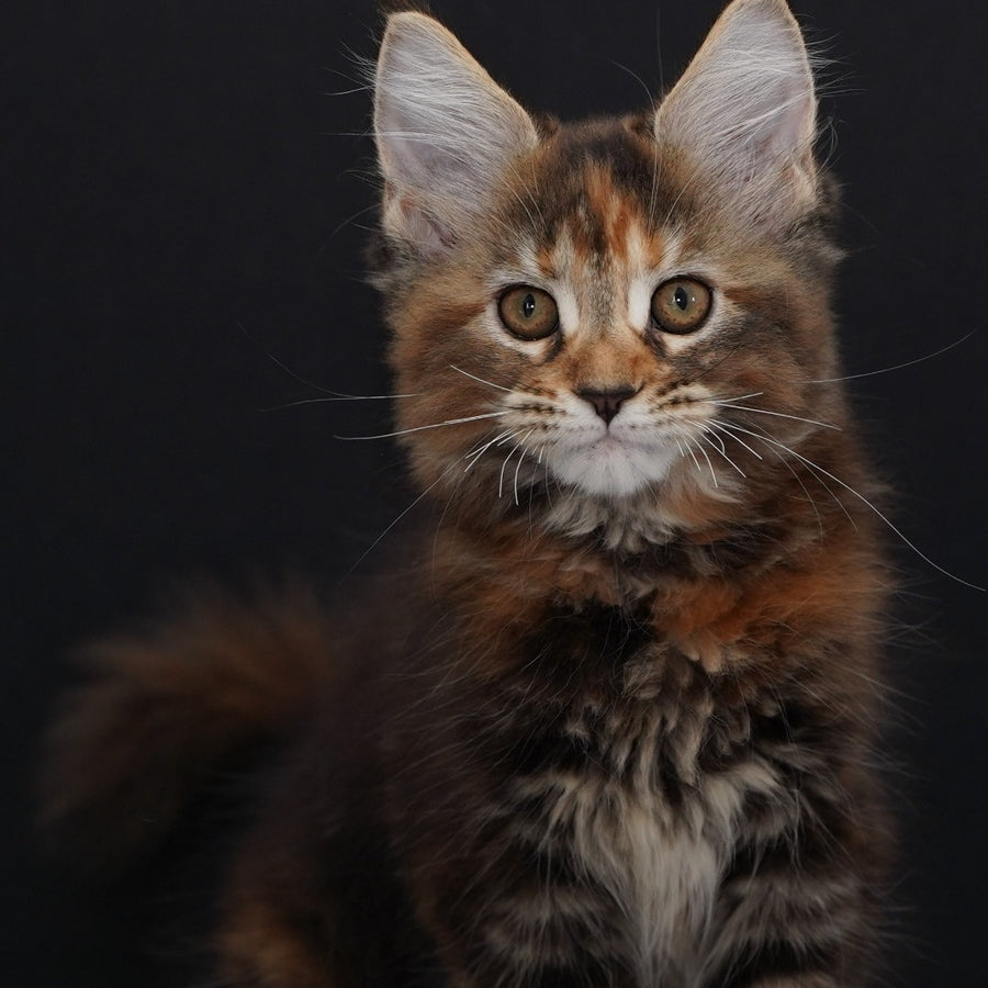 Uslada Maine Coon polydactyl 6x6x6x6 female, black tortie tabby