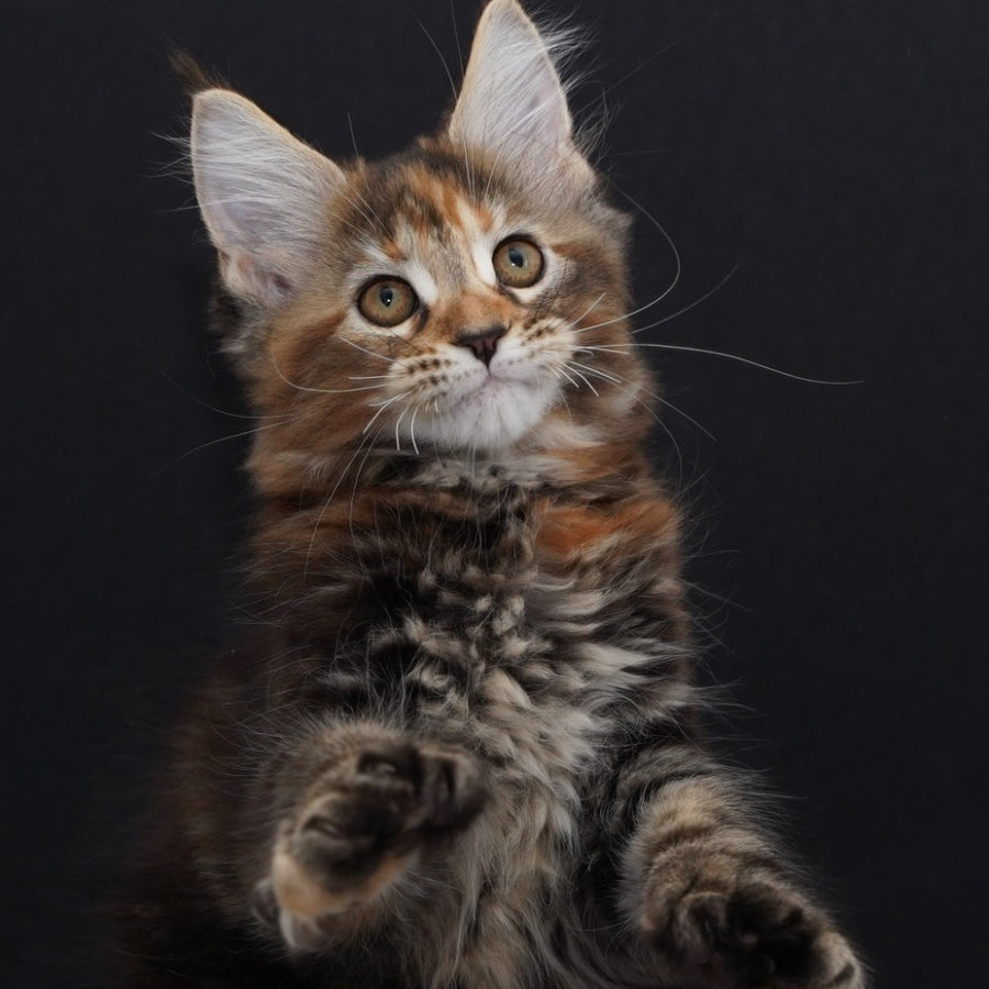 Uslada Maine Coon polydactyl 6x6x6x6 female, black tortie tabby