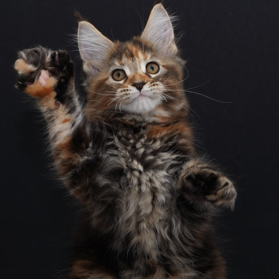 Uslada Maine Coon polydactyl 6x6x6x6 female, black tortie tabby