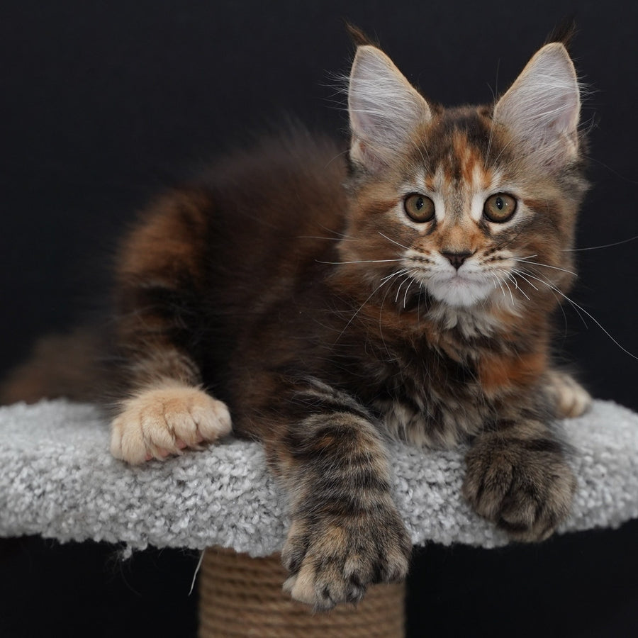 Uslada Maine Coon polydactyl 6x6x6x6 female, black tortie tabby