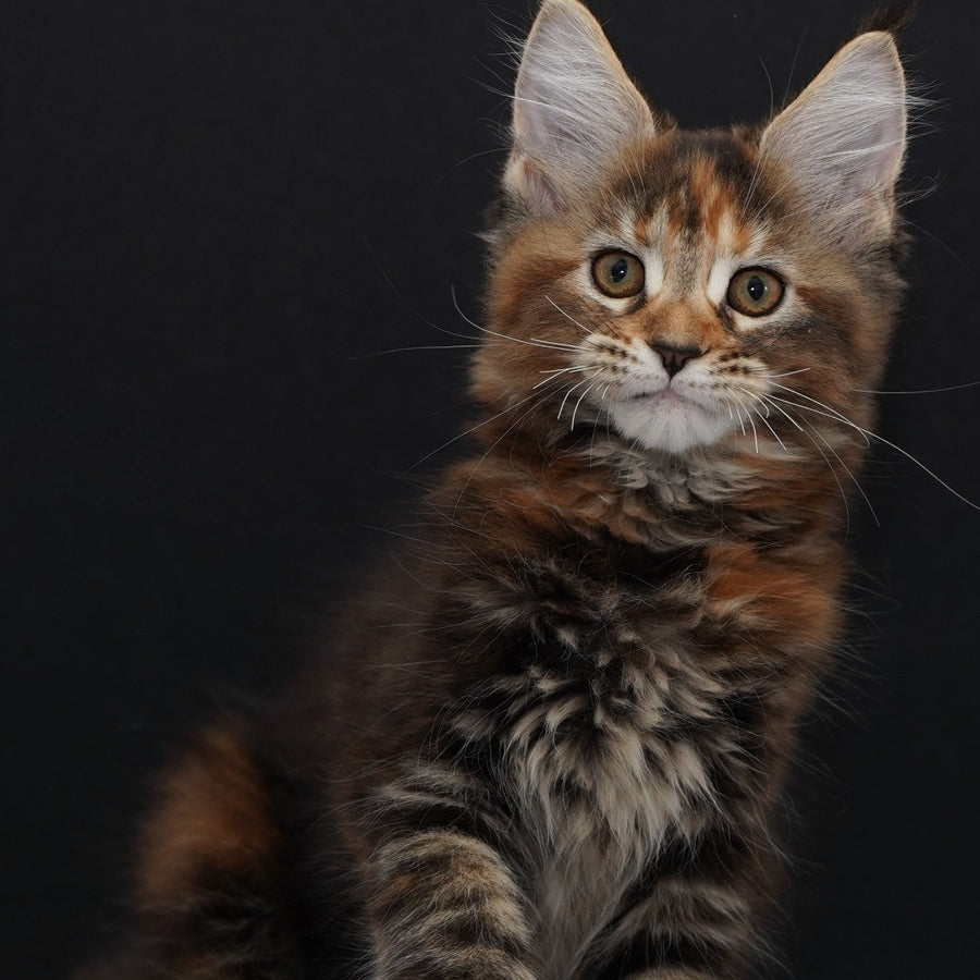 Uslada Maine Coon polydactyl 6x6x6x6 female, black tortie tabby