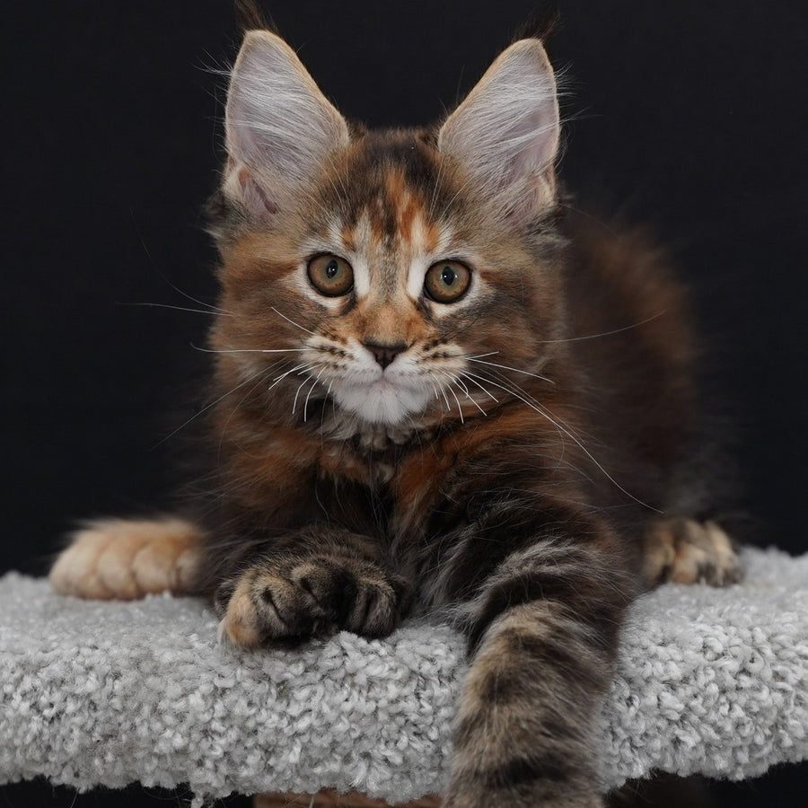 Uslada Maine Coon polydactyl 6x6x6x6 female, black tortie tabby
