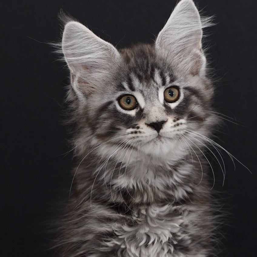 Urman Maine Coon polydactyl 6x6x6x6 male, black silver tabby