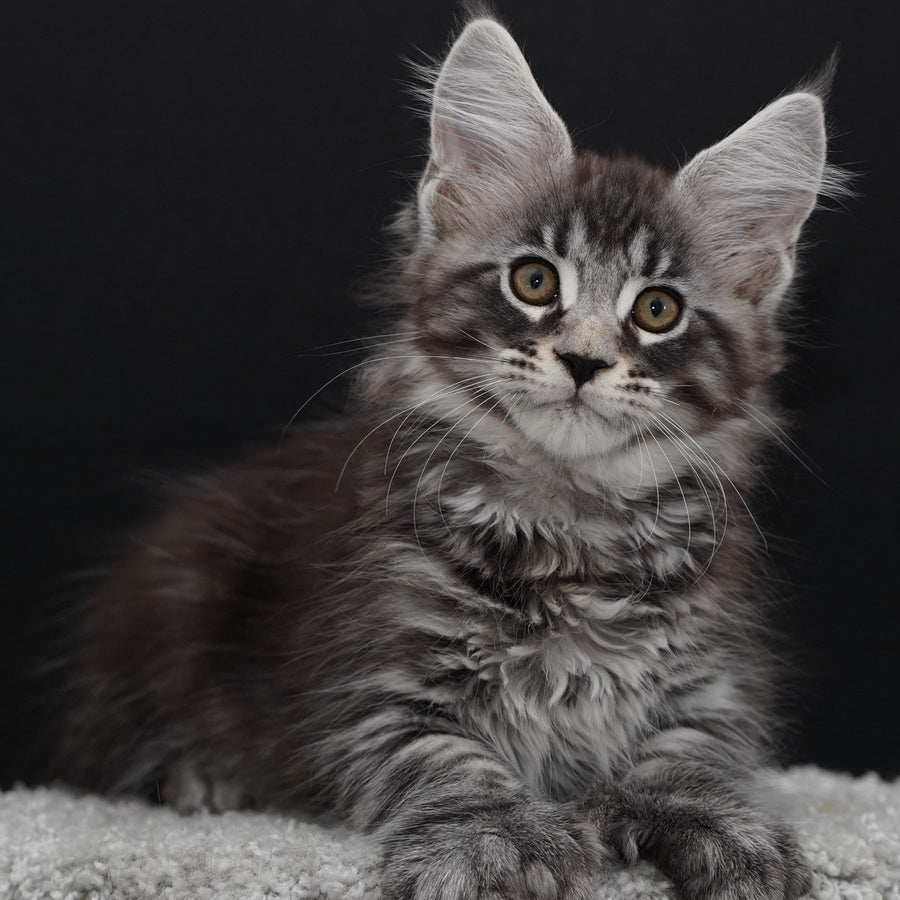 Urman Maine Coon polydactyl 6x6x6x6 male, black silver tabby