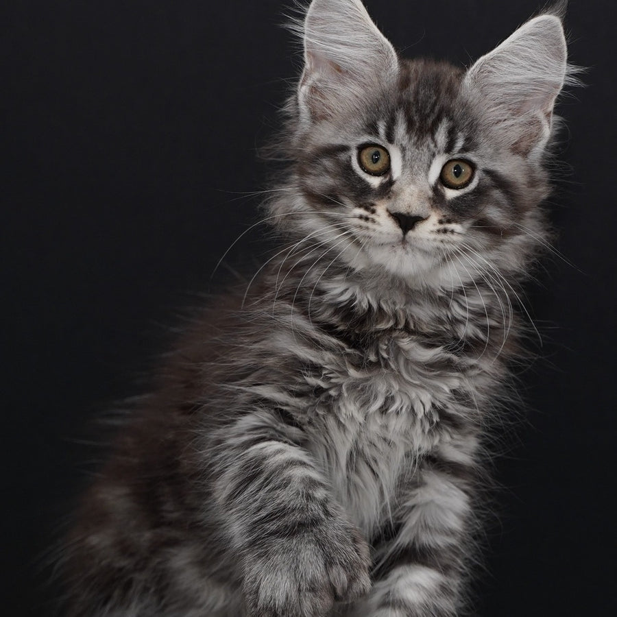 Urman Maine Coon polydactyl 6x6x6x6 male, black silver tabby