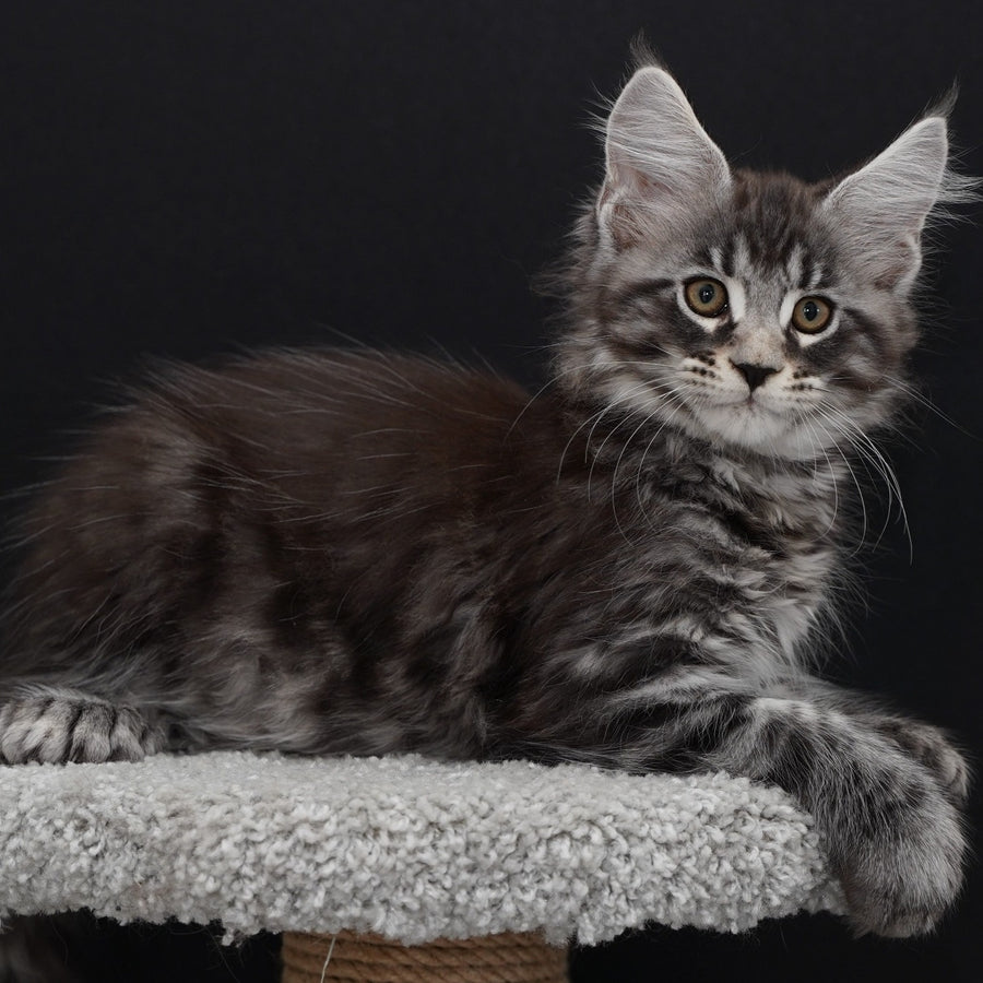 Urman Maine Coon polydactyl 6x6x6x6 male, black silver tabby