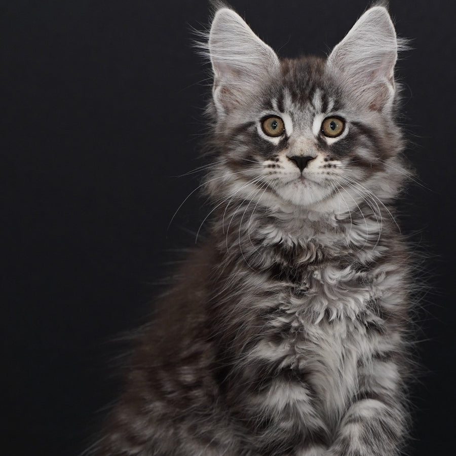 Urman Maine Coon polydactyl 6x6x6x6 male, black silver tabby