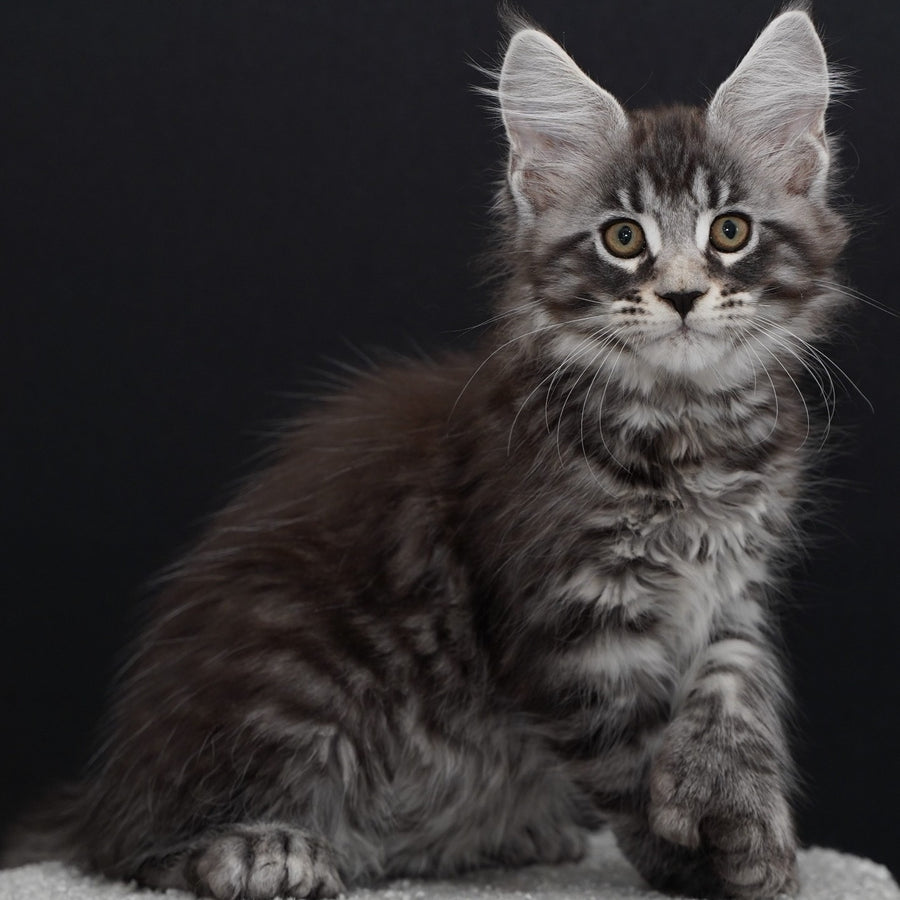 Urman Maine Coon polydactyl 6x6x6x6 male, black silver tabby