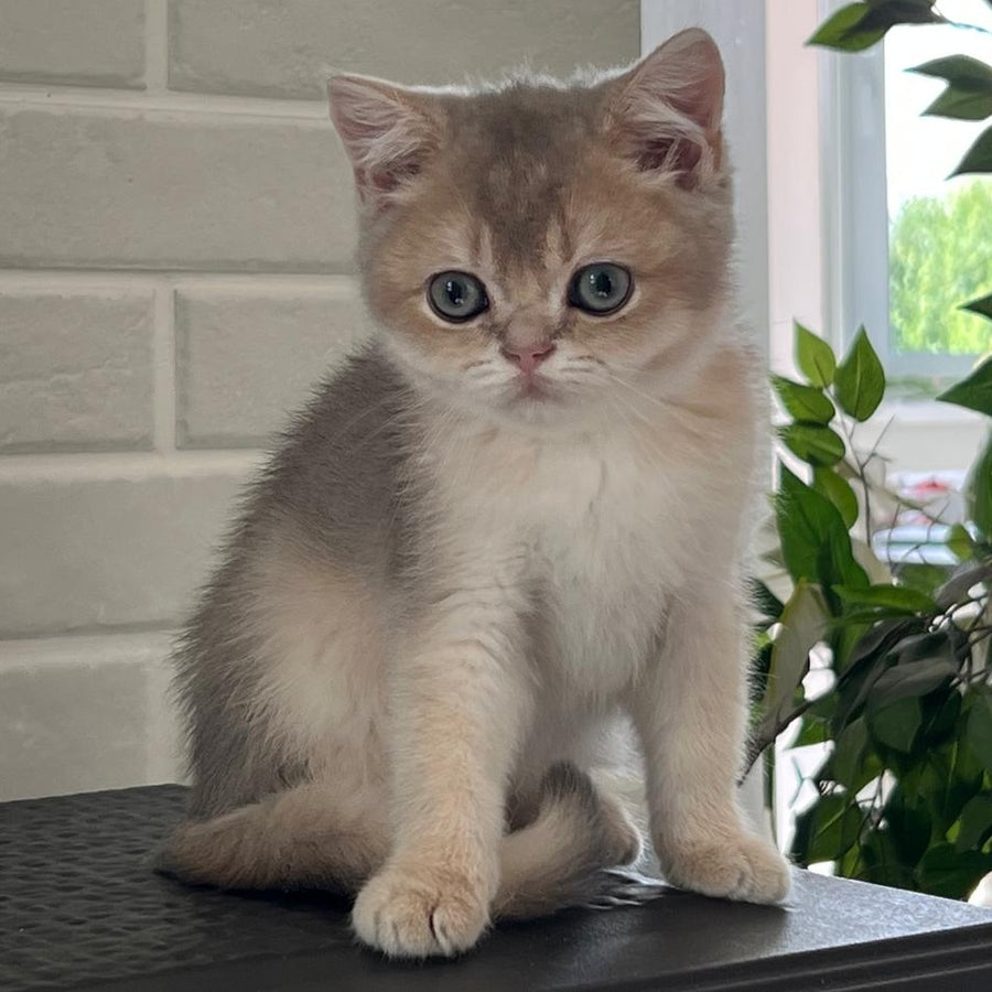Vitas British Shorthair male, blue golden shaded
