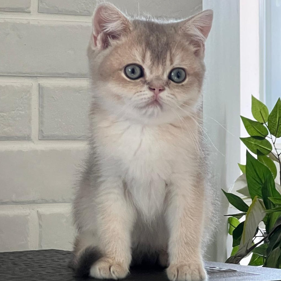 Vitas British Shorthair male, blue golden shaded