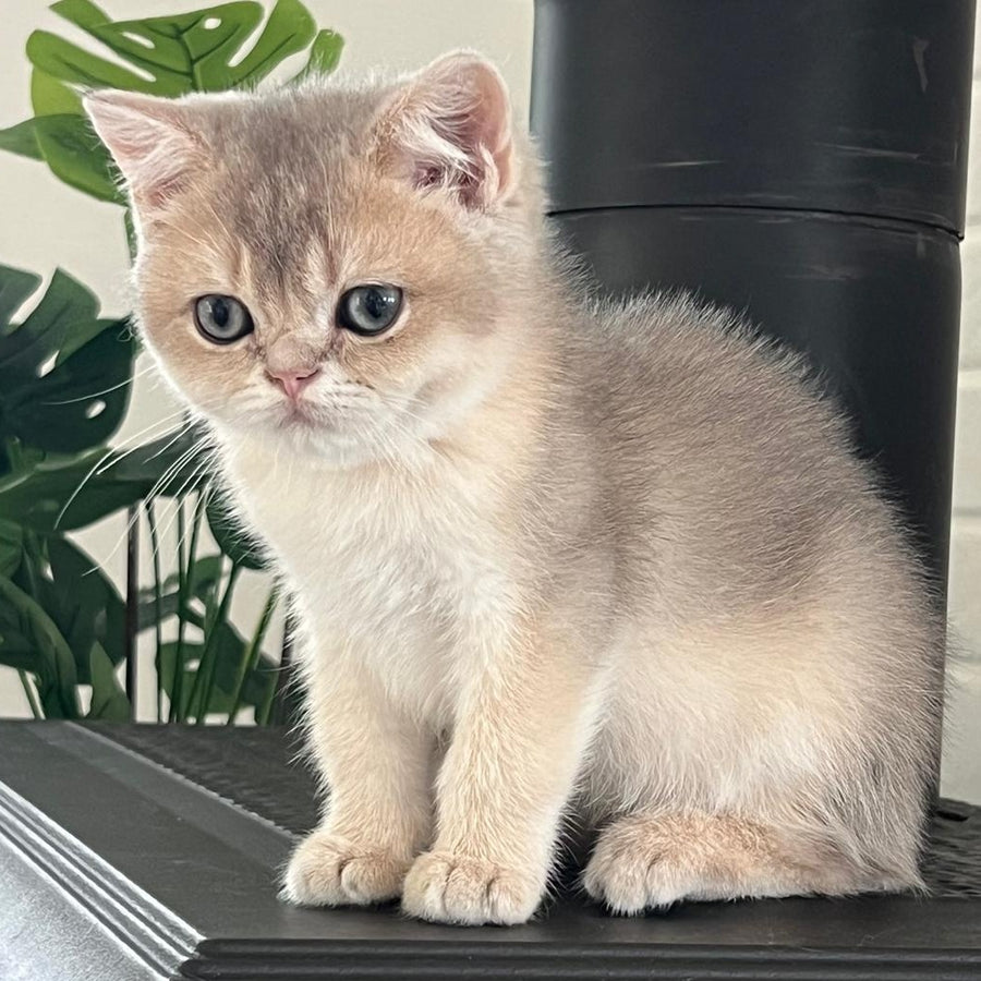 Vitas British Shorthair male, blue golden shaded