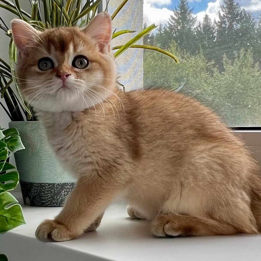 Vincent British Shorthair male, black golden shaded
