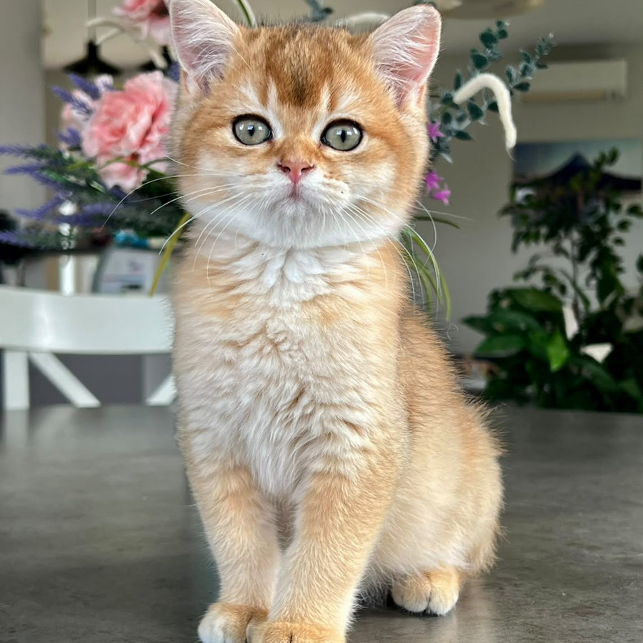 Vincent British Shorthair male, black golden shaded