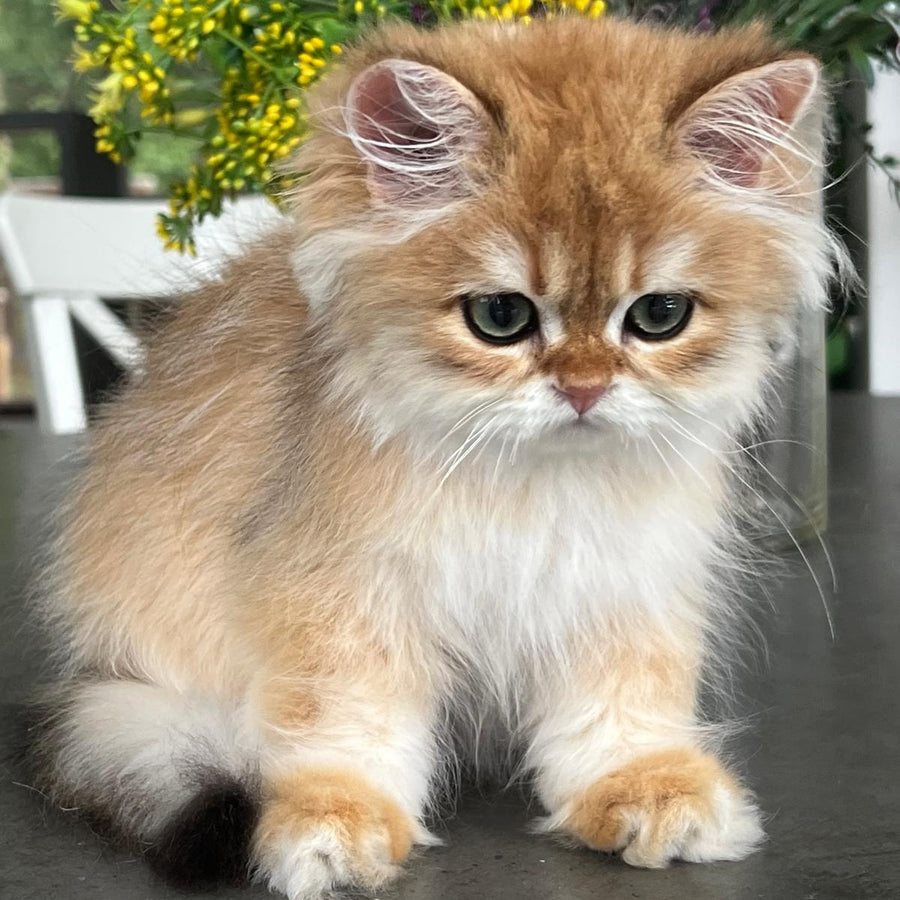 William British Longhair male, black golden chinchilla