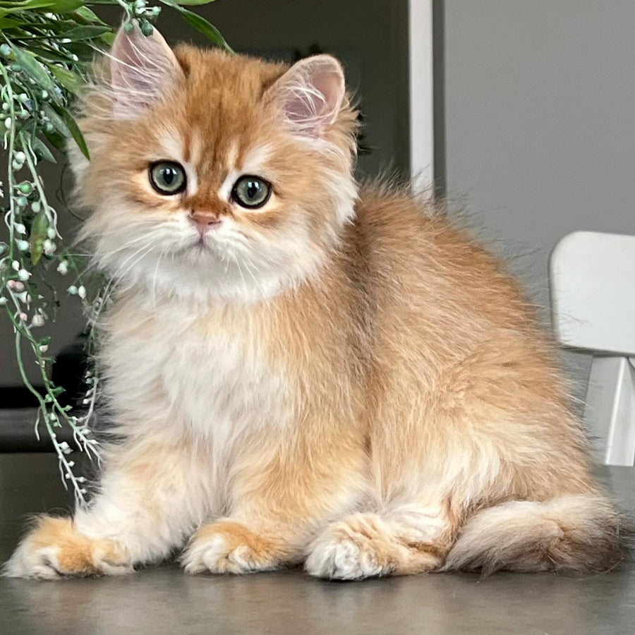 William British Longhair male, black golden chinchilla