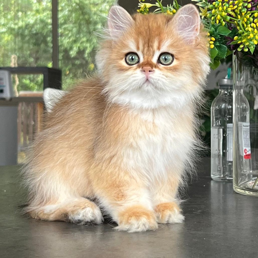 William British Longhair male, black golden chinchilla