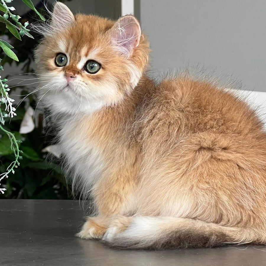 William British Longhair male, black golden chinchilla