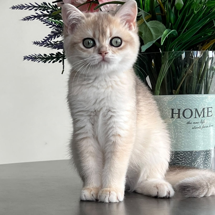 Vesta British Shorthair female, blue golden chinchilla