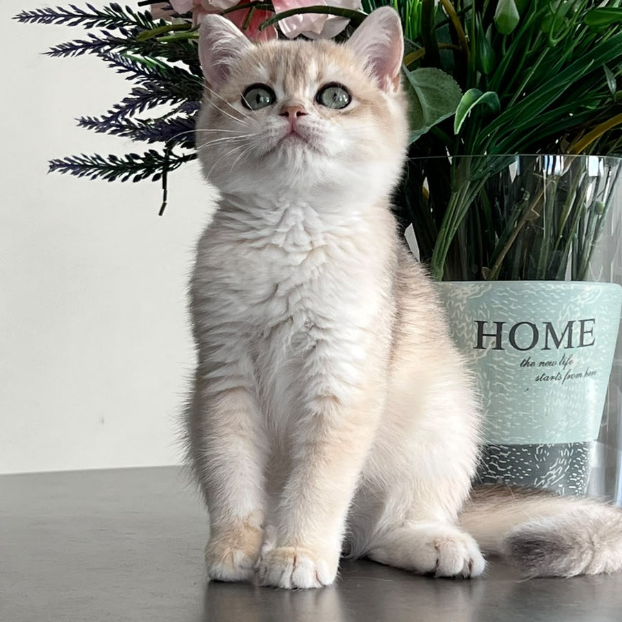 Vesta British Shorthair female, blue golden chinchilla