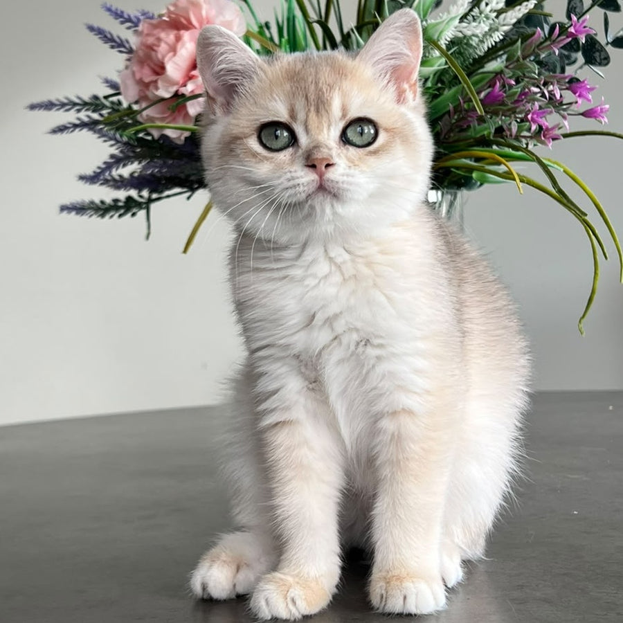 Vesta British Shorthair female, blue golden chinchilla