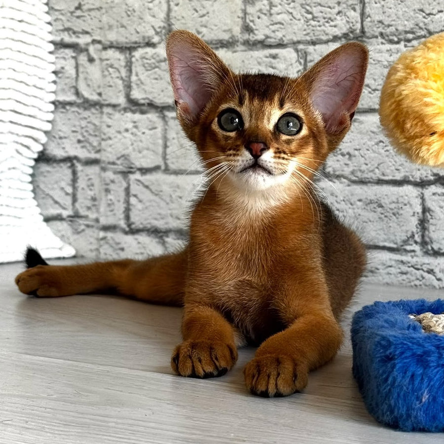 Jambo Abyssinian male, ruddy