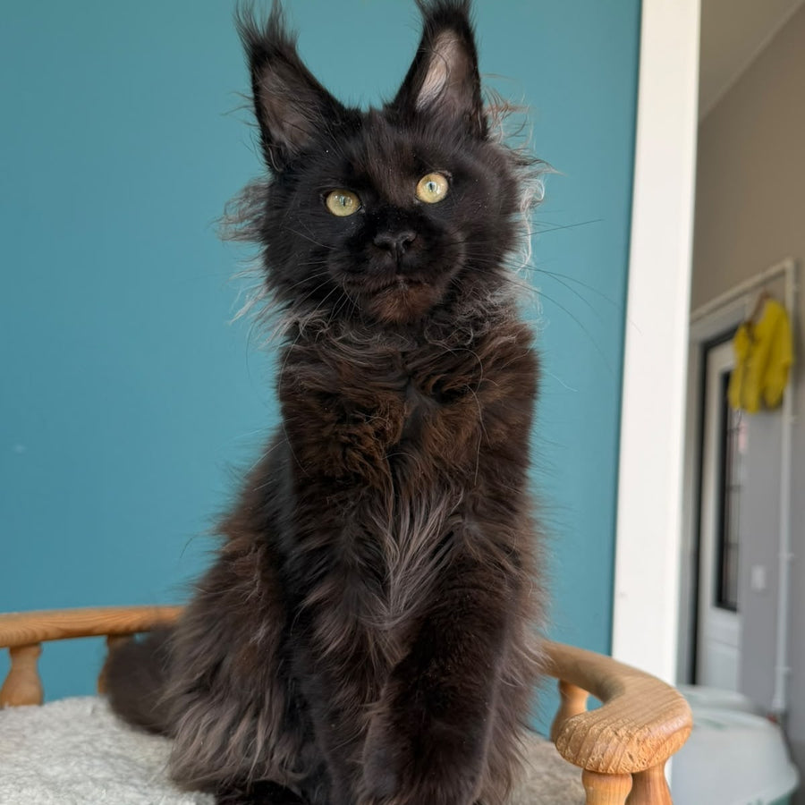 Tonya Maine Coon female, black