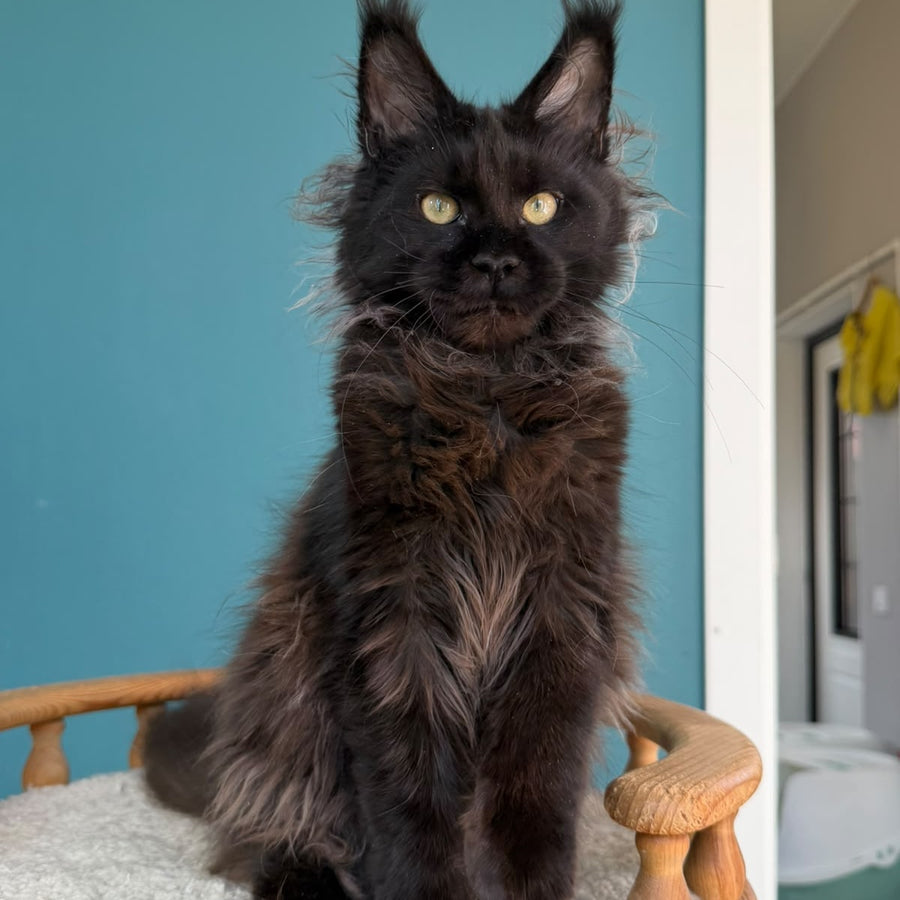 Tonya Maine Coon female, black