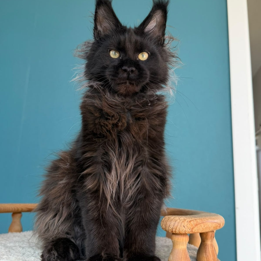 Tonya Maine Coon female, black