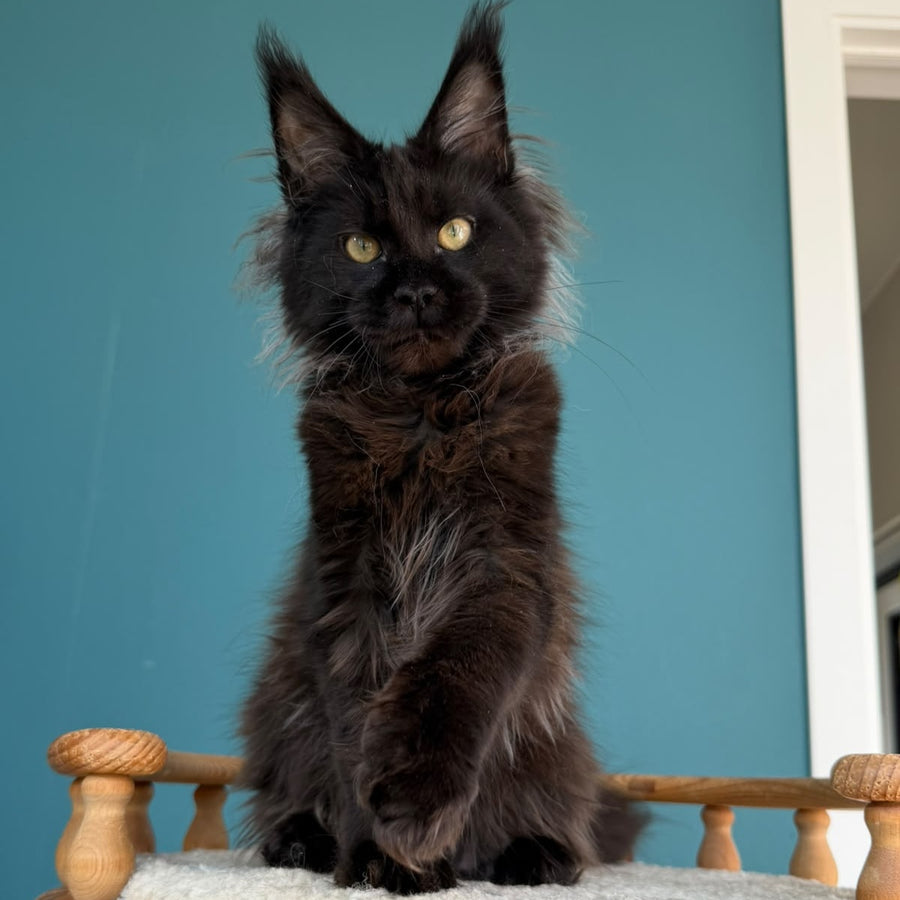 Tonya Maine Coon female, black