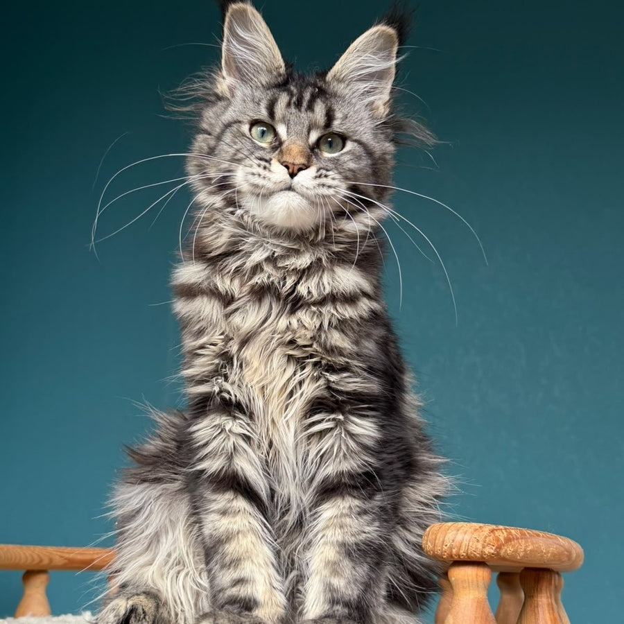 Tamagochi Maine Coon female, black tabby