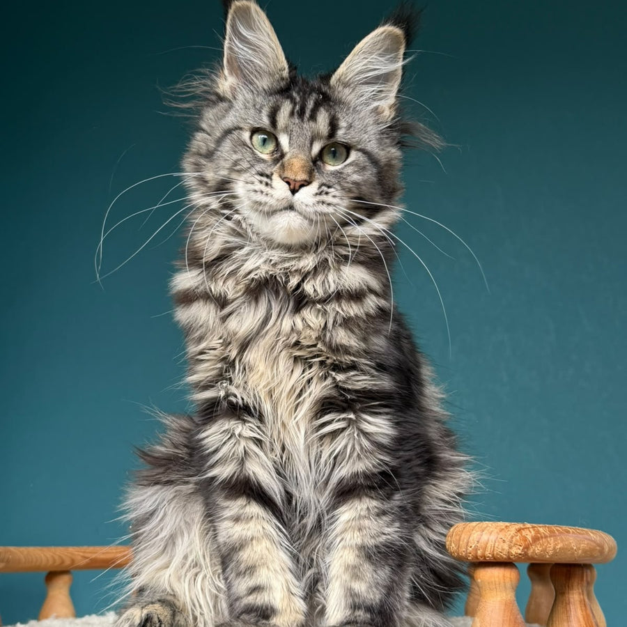 Tamagochi Maine Coon female, black tabby
