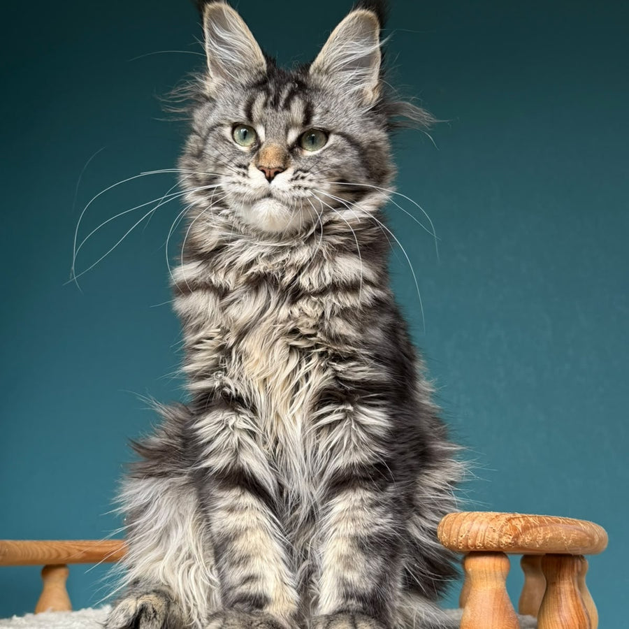 Tamagochi Maine Coon female, black tabby