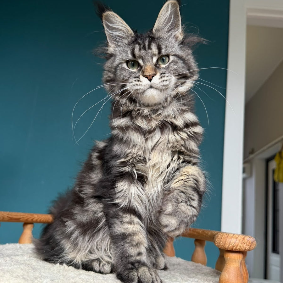 Tamagochi Maine Coon female, black tabby