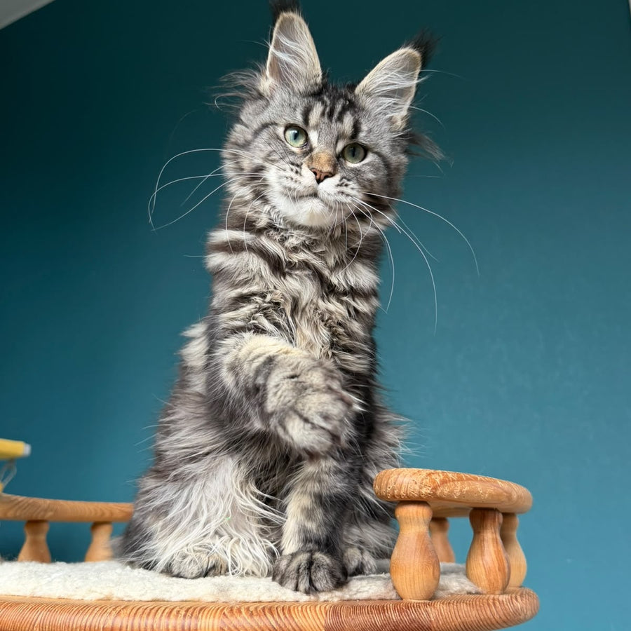 Tamagochi Maine Coon female, black tabby