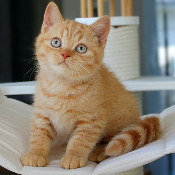 Patrick British Shorthair male, red