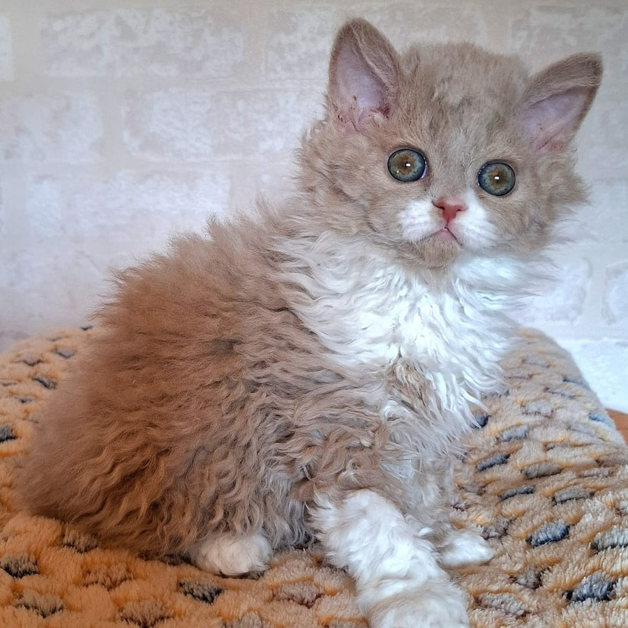 Queen Selkirk Rex female, fawn bicolour