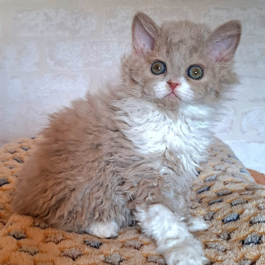 Queen Selkirk Rex female, fawn bicolour