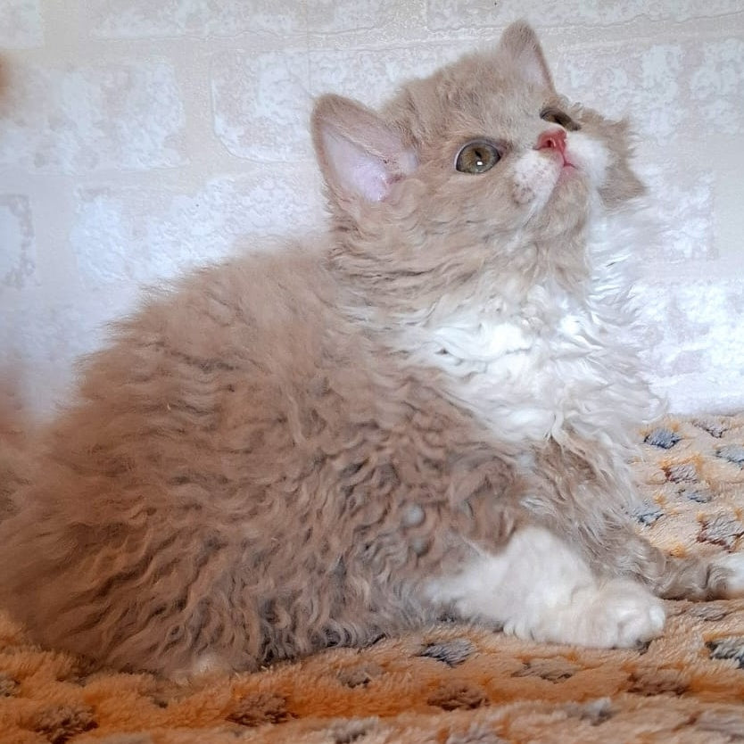 Queen Selkirk Rex female, fawn bicolour