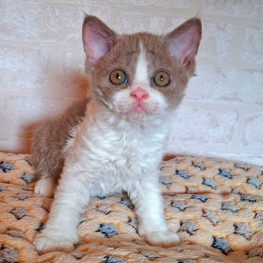 Quinto Selkirk Rex male, lilac bicolour