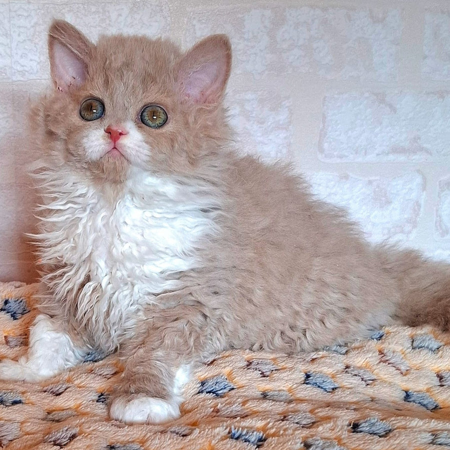 Queen Selkirk Rex female, fawn bicolour
